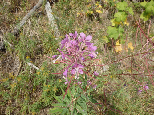 Fireweed, beyond prime.